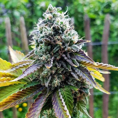 Somango Fast Photo Fem