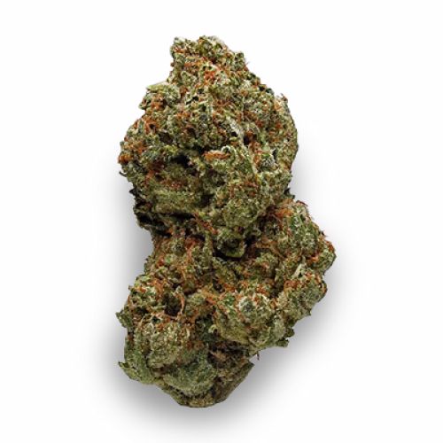 Tangerine Auto Fem