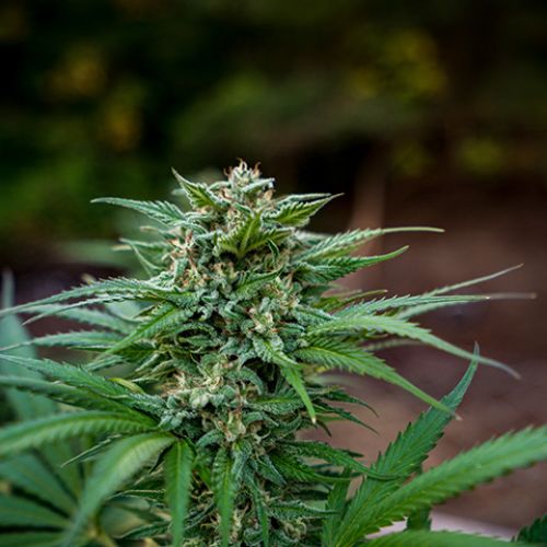 White LSD Auto Fem