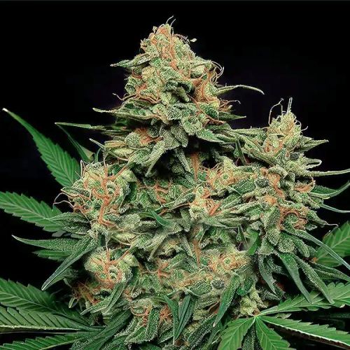 Zkittlez Tangie Power Auto Fem