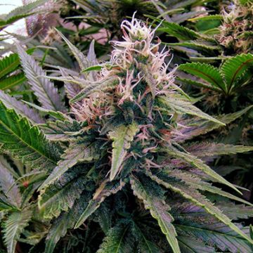 24K Gold Auto Fem