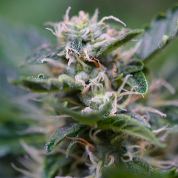 AK47 Photo Fem