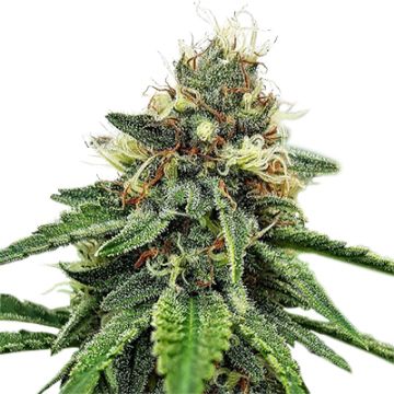 AK47 Photo Reg