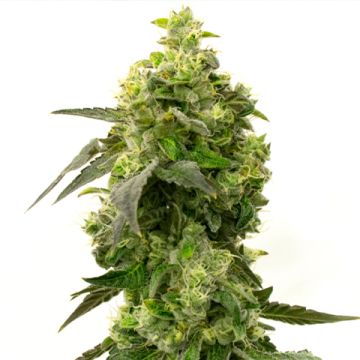 AK Crack Photo Fem