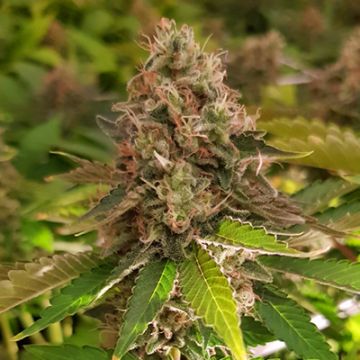 AK Somango Auto Fem