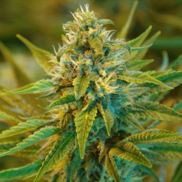 Acapulco Gold Photo Fem