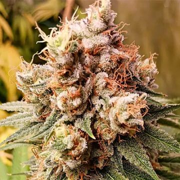 Acid Diesel Photo Fem