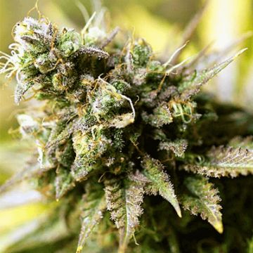 Afghan Cheese Photo Fem