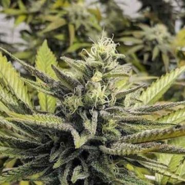 Afghan Hash Plant Photo Reg
