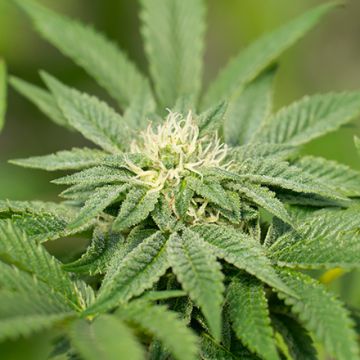 Afghan Jamaica Photo Fem