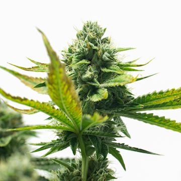 Afghan Super Skunk Photo Fem