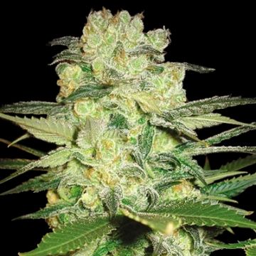 Afghani Domina Auto Fem