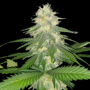 Afghani Domina Photo Fem