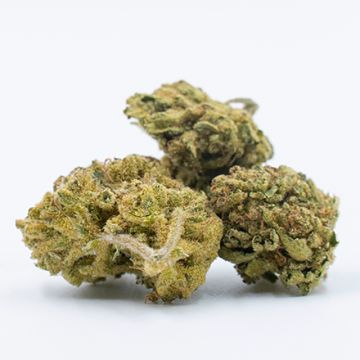 Agent Orange Photo Fem