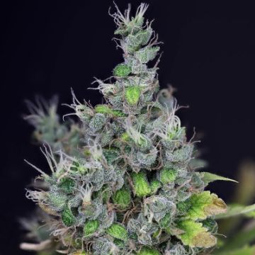 Alaskan Purple Auto Fem