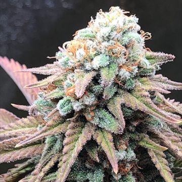 Alien Dosidos Tech Photo Fem