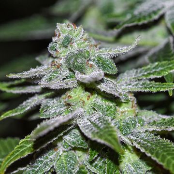 Alien Kush Mints Photo Fem