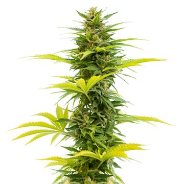 Alien OG Photo Fem