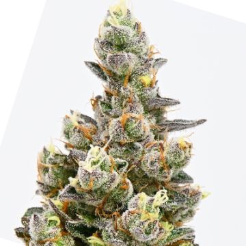 Alien Rock Candy Photo Fem