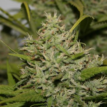 Amnesia Hypro Photo Fem