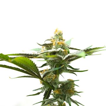 Amnesia 47 Photo Fem