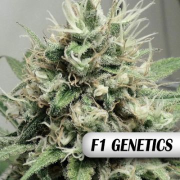 Amnesia Bubba F1 Auto Fem
