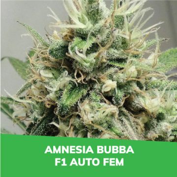 Amnesia Bubba F1 Auto Promo Card