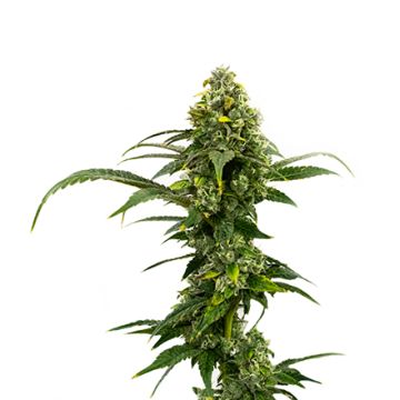 Amnesia Haze Auto Fem