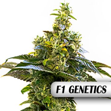Amnesia Haze F1 Auto Fem