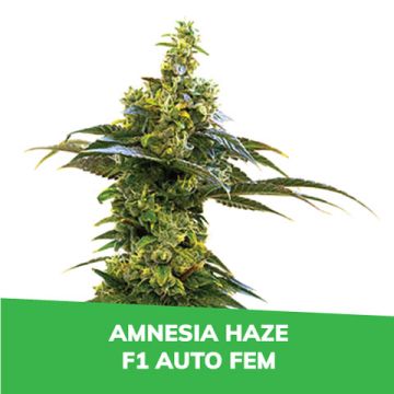 Amnesia Haze F1 Auto Promo Card