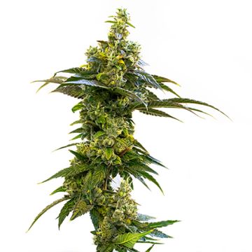 Amnesia Haze Photo Fem