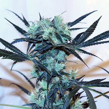 Amnesia Kali Mist Photo Fem
