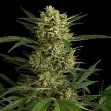 Amnesia Kush Photo Fem
