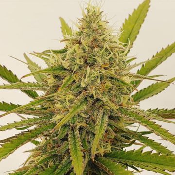Amnesia Lemon Photo Reg