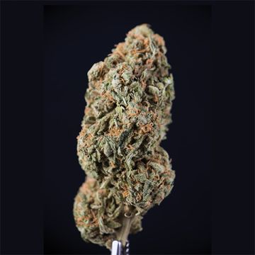 Amnesia Lemon Widow Photo Fem