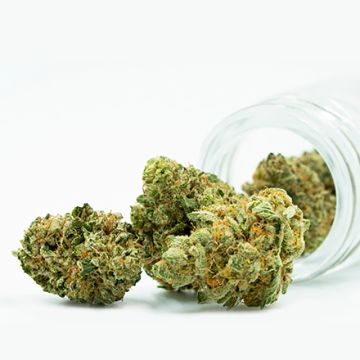 Amnesia Photo Fem