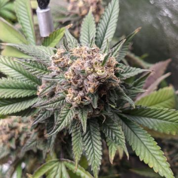 Amnesia Purple Photo Fem