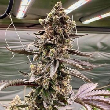 5 Pack - Apple Fritters Auto Fem - Free Seeds