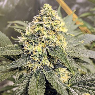 Aurora Indica Photo Fem