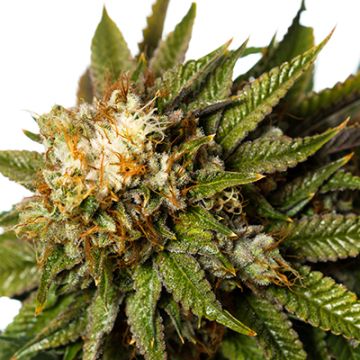 GG4 Auto Fem