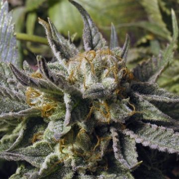 BC God Bud Photo Reg