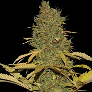 Badazz Cheese Photo Fem