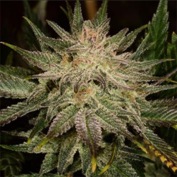 Banana Kush Auto Fem