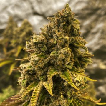 Banana Kush Photo Reg