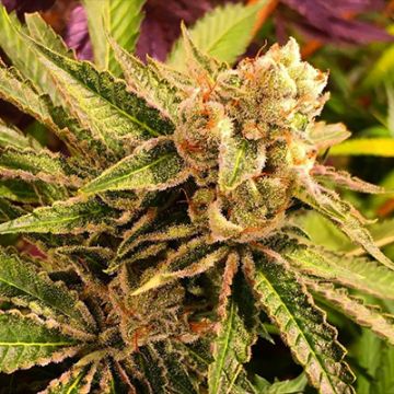 Banana Sherbet Photo Fem