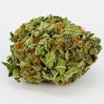 Banana Split Photo Fem