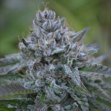 Banana Zkittlez Photo Fem