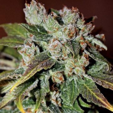 Berry Banana Kush Photo Reg