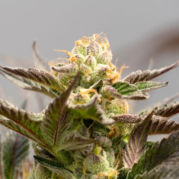Big Blue Bud Auto Fem
