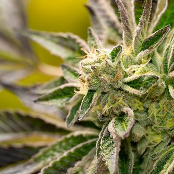 Big Devil Auto Fem